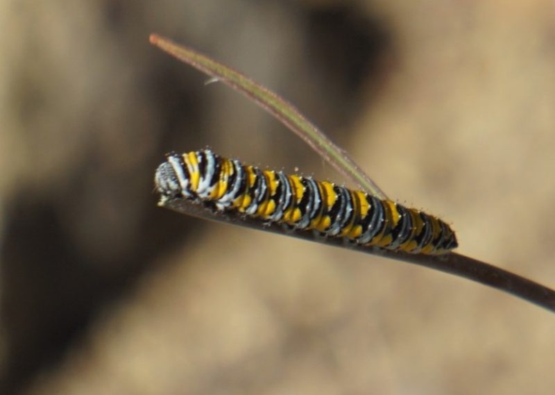 Yellow Caterpillars with Black Spikes