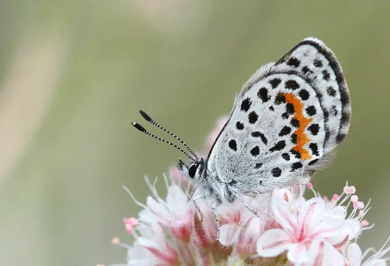 Black and Blue Butterfly