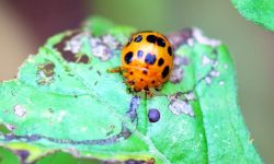 12 Yellow Ladybug Species with Pictures and Identification