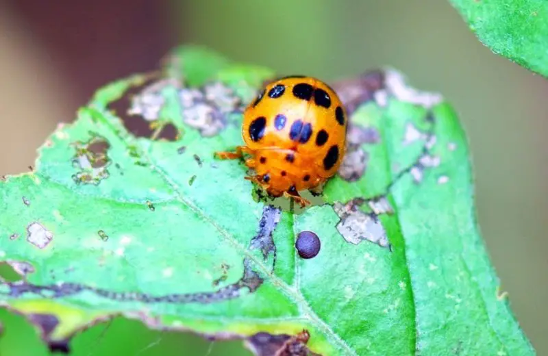 Yellow Ladybug