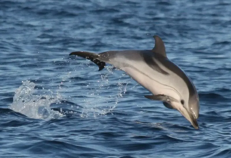 Types of Dolphins