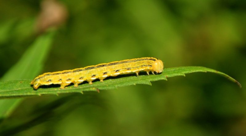 Yellow Caterpillars with Black Spikes