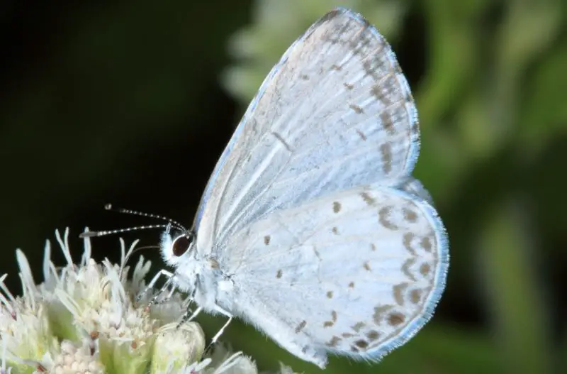 Black and Blue Butterfly