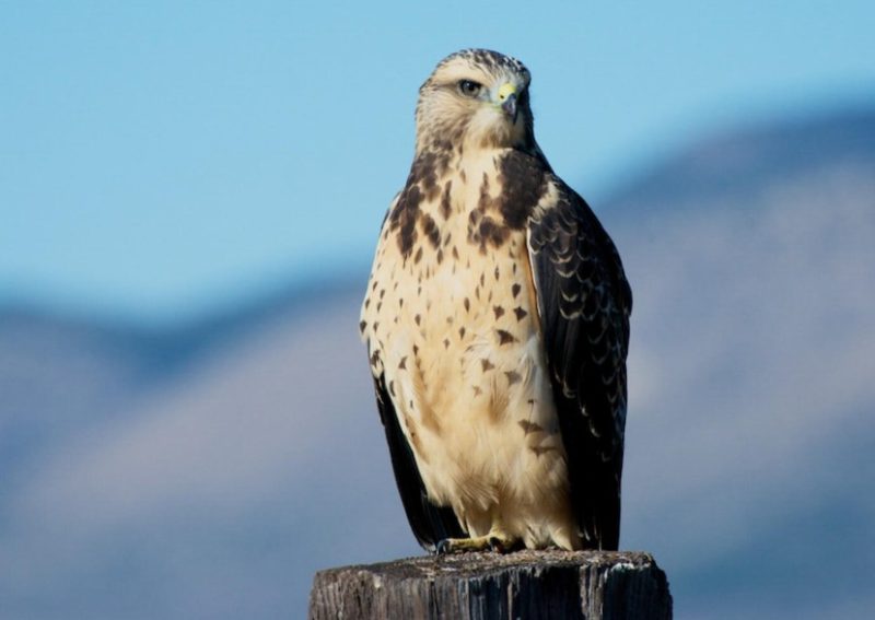 Types of Hawks