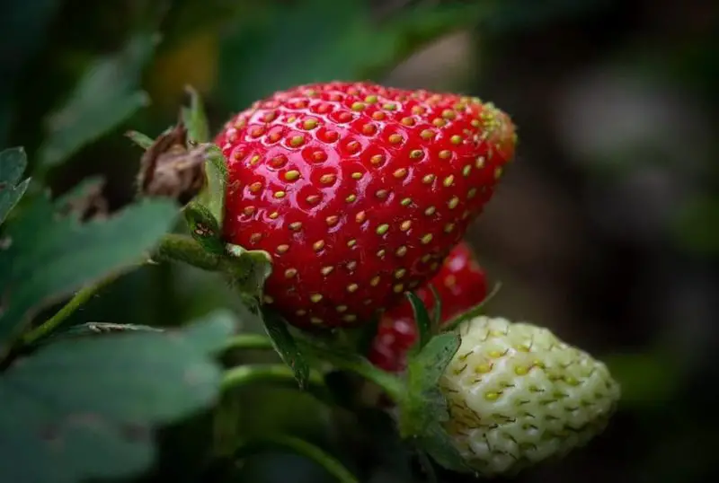 Types of Strawberries