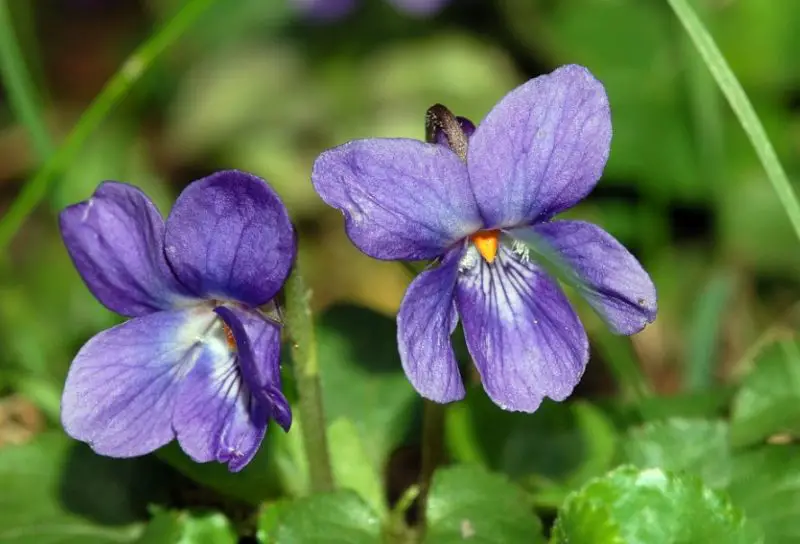 flowers that grow in shade