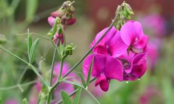 Sweet Pea Flowers Care and Growing Guide (Most Detailed)