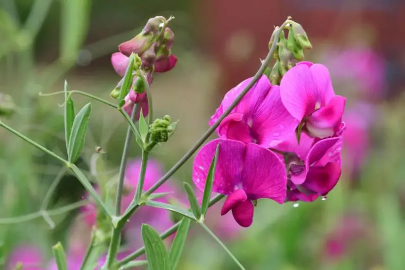 Sweet pea flowers