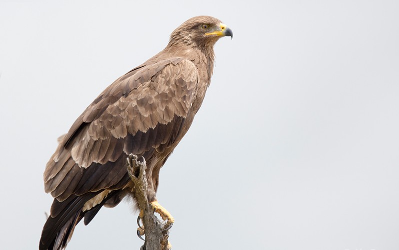 types of eagles