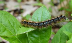 Tent Caterpillars Identification and Control Tips