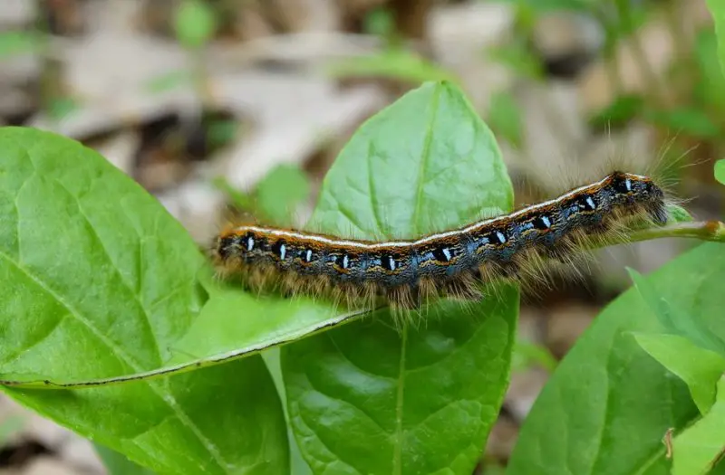 Tent Caterpillars