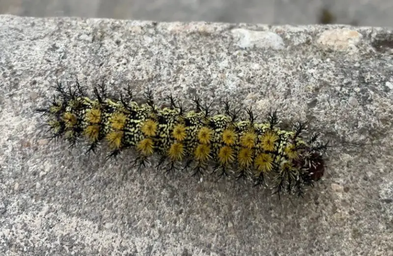 Yellow Caterpillars with Black Spikes