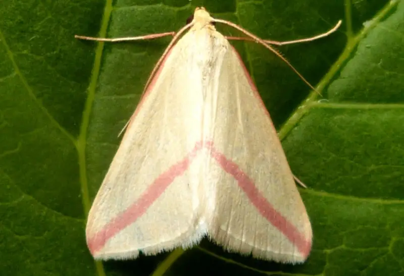 Pink and Yellow Moths