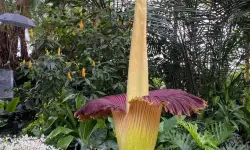 Titan Arum (Amorphophallus titanum) Care and Growing Guide