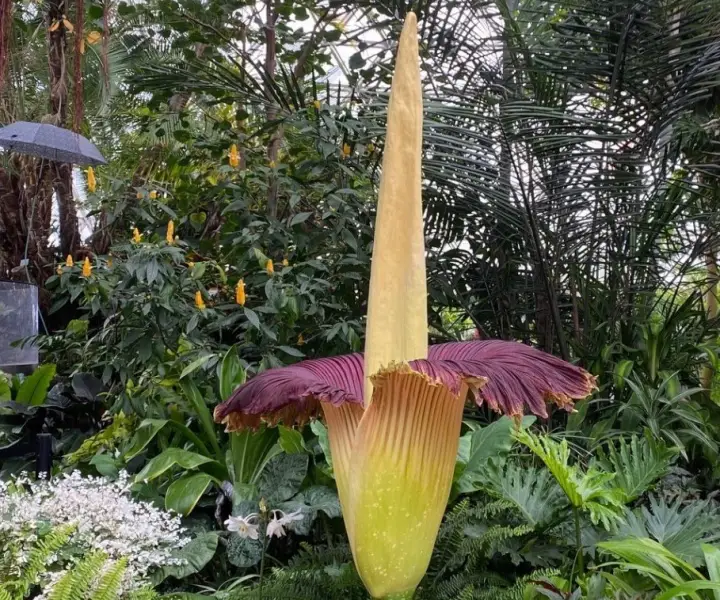 Titan Arum (Amorphophallus titanum)