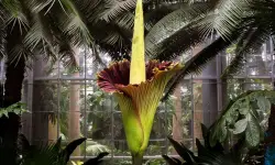 Titan Arum (Amorphophallus titanum) Care and Growing Guide