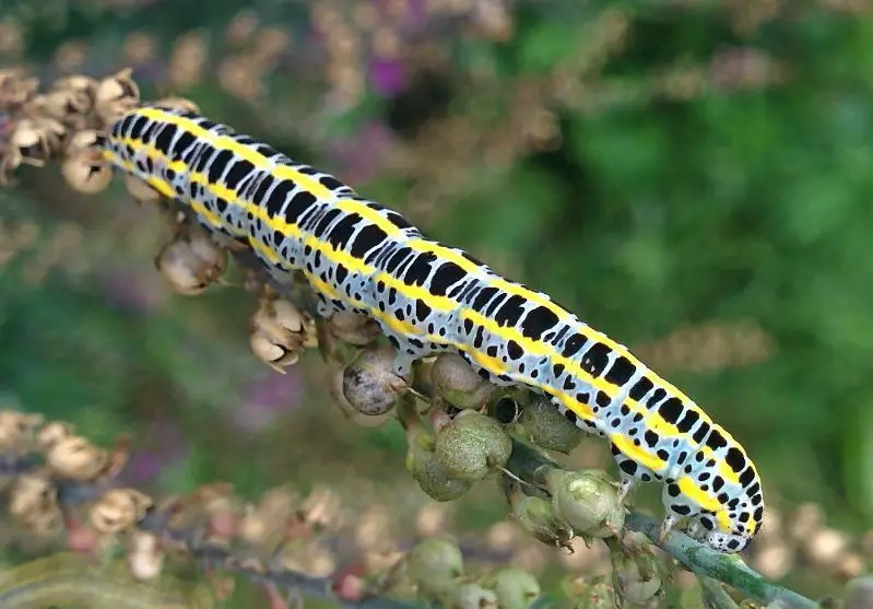 Yellow Caterpillars with Black Spikes