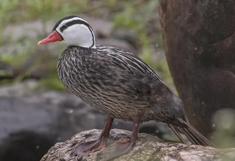 Types of Ducks