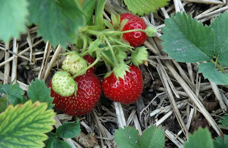 Types of Strawberries