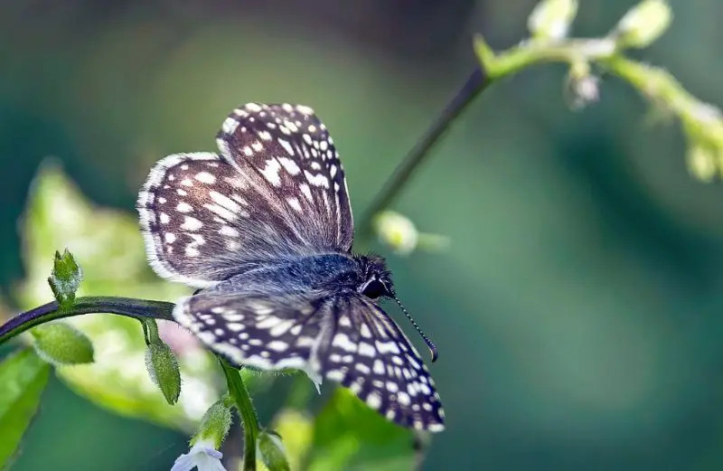 Black and Blue Butterfly