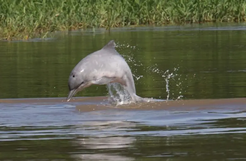 Types of Dolphins