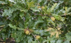 Turkey Oak: Characteristics, Facts, and Care Tips