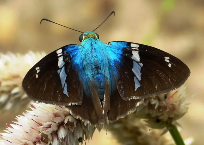 Black and Blue Butterfly