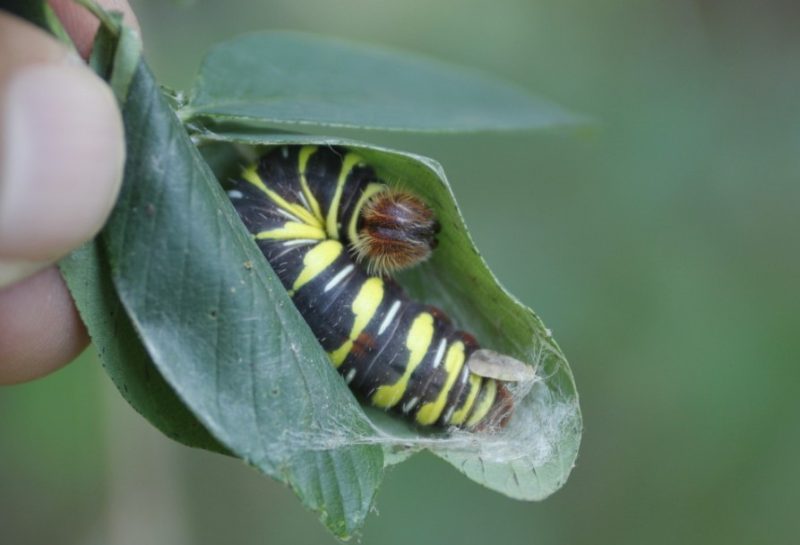 Yellow Caterpillars with Black Spikes