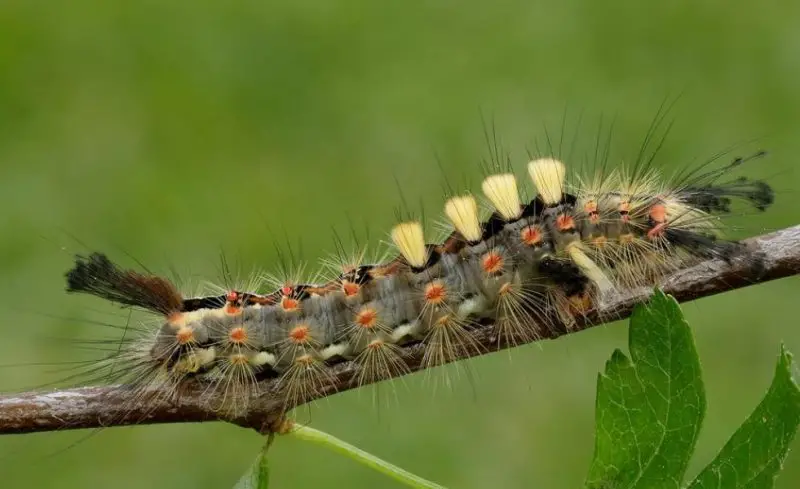 Yellow Caterpillars with Black Spikes