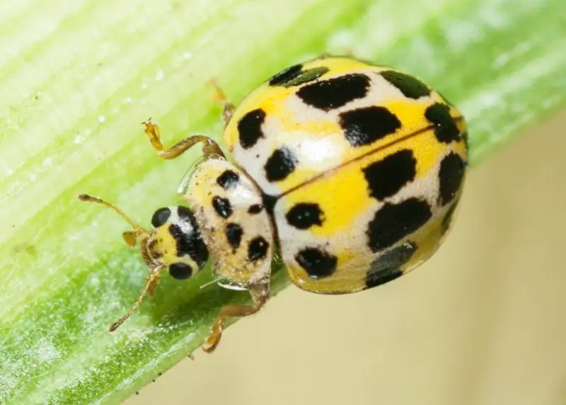 Yellow Ladybug