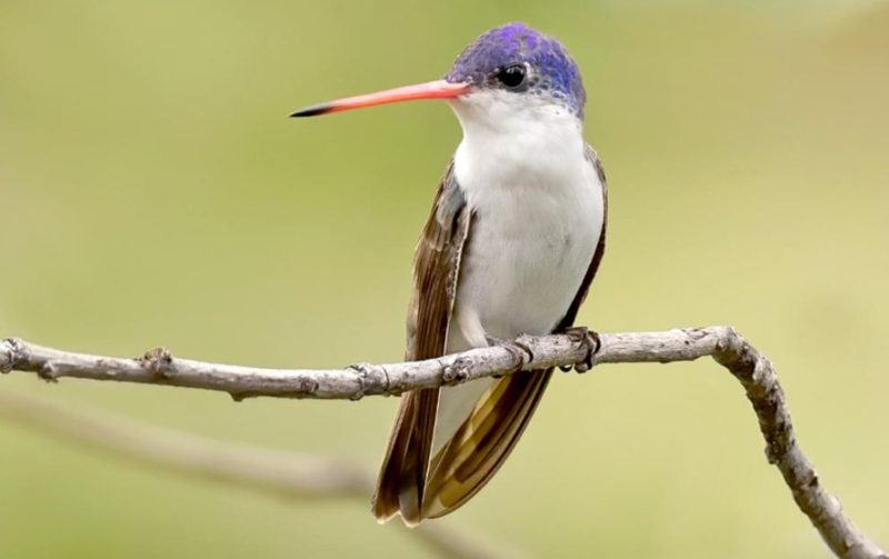 Types of Hummingbirds