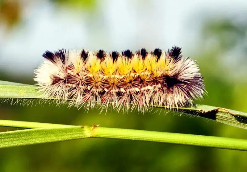 Yellow Caterpillars with Black Spikes