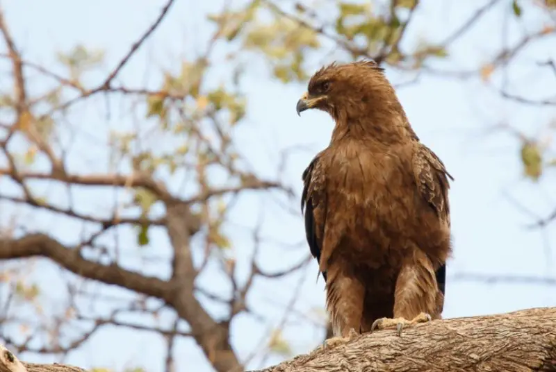 types of eagles