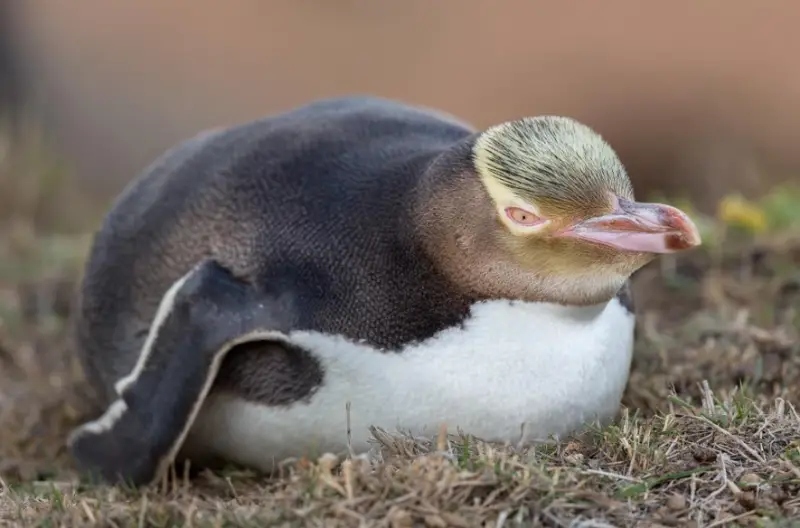 Types of Penguins