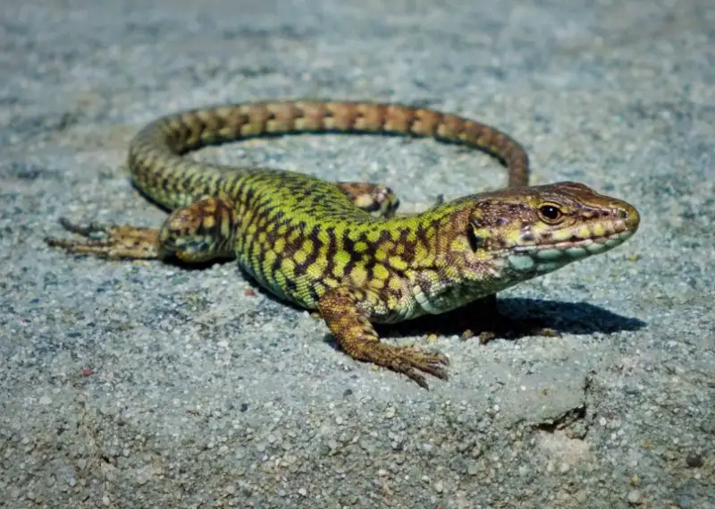 Types of Lizards