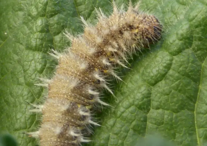 Yellow Caterpillars with Black Spikes