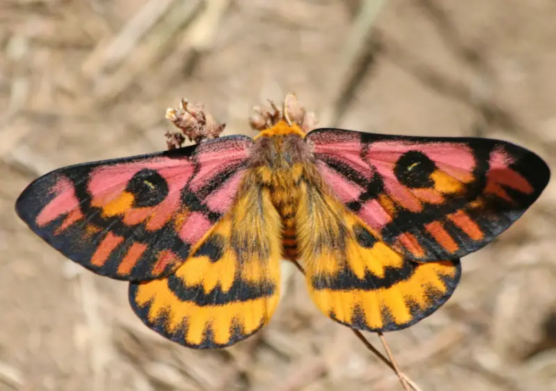 Pink and Yellow Moths