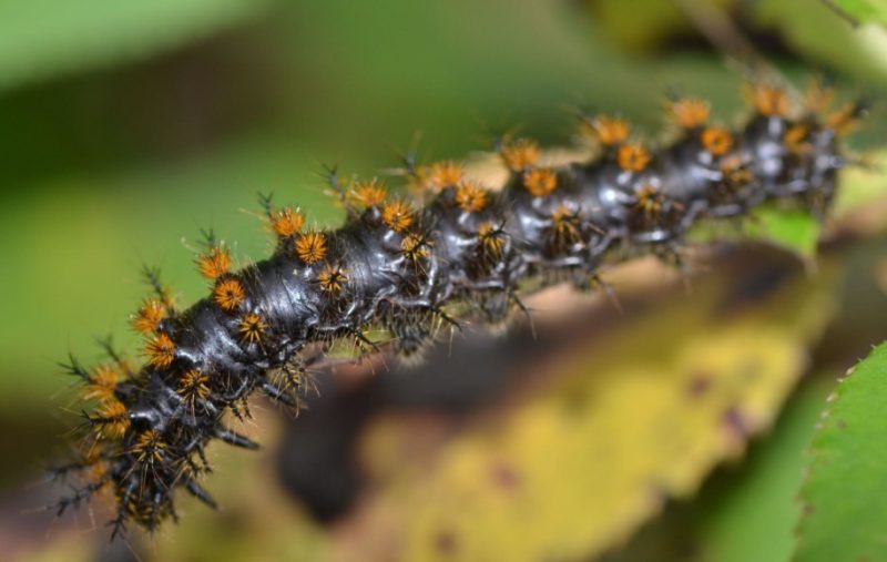 Yellow Caterpillars with Black Spikes