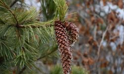 Western White Pine (Pinus monticola) Care and Growing Guide