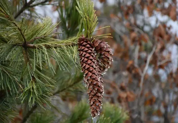 Western White Pine