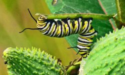 What Do Caterpillars Eat? Top Plants Caterpillars Love