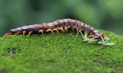 What Do Centipedes Eat? A Complete Guide to Their Diet