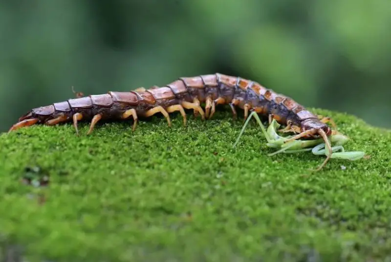 What Do Centipedes Eat