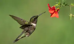 What Do Hummingbirds Eat & How to Attract Them to Your Yard