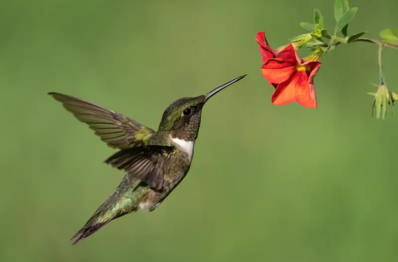 What Do Hummingbirds Eat