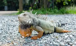 What Do Iguanas Eat? Discover the Perfect Diet for Your Pet