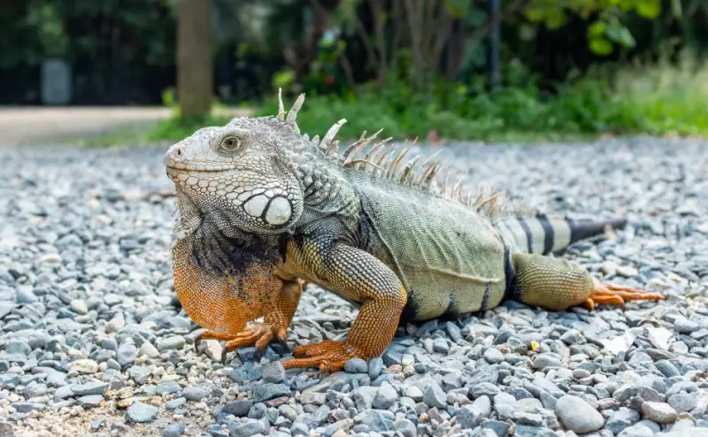 What Do Iguanas Eat