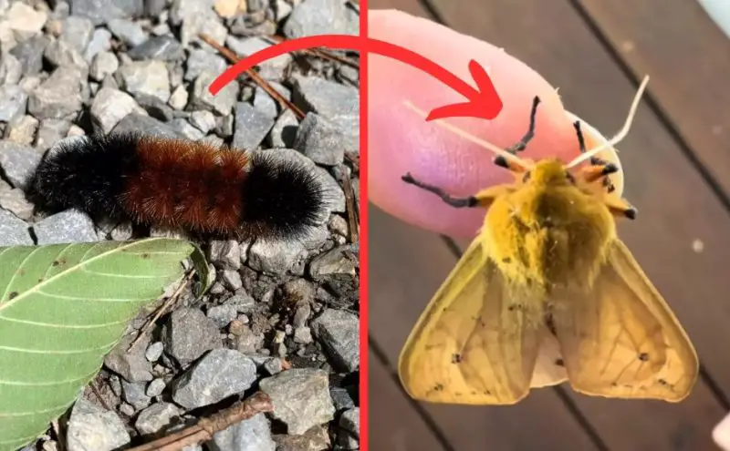 What Do Woolly Bear Caterpillars Turn Into