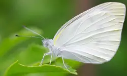 What Does It Mean When You See a White Butterfly?