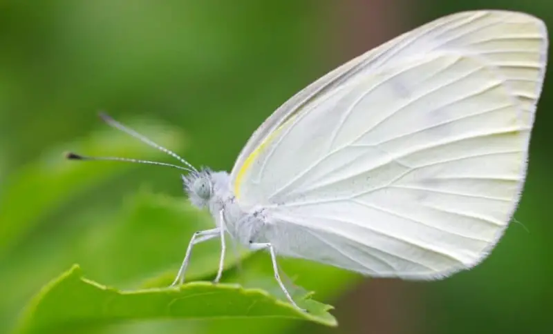 What Does It Mean When You See a White Butterfly